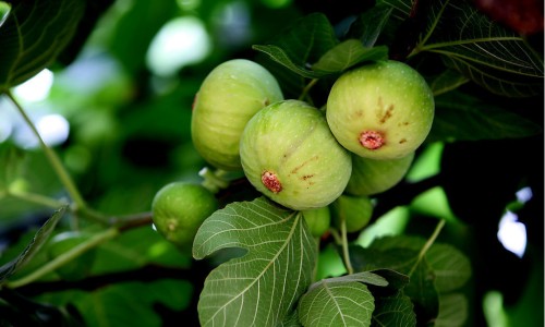 b6吃多久、b6吃多久停一停 -吃B6时间长了有没有副作用网